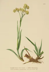 Luzule jaune