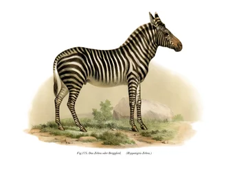 Zèbre, 1860