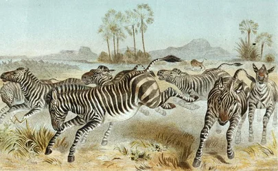 Zèbre, planche de "Brehms Tierleben: Allgemeine Kunde des Tierreichs", vol 3, p. 81, publié par Bibliographisches Institut