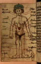 Diagramme du zodiaque montrant la position du cœur, d