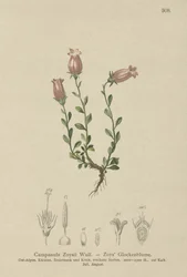 Campanule de Zois (Campanula Zoysii)