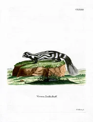 Zorille