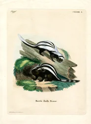 Zorille