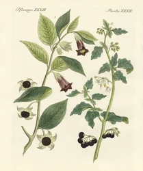 Plantes toxiques indigènes