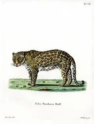 Léopard