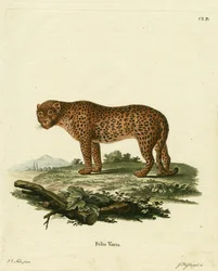 Panthère