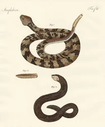 Serpent