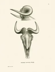 Crâne de takin