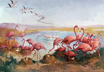 Flamands roses