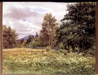 Reine-des-prés près de Polchar, Aviemore, Écosse
