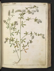 Une plante à fleurs blanches, de "Peintures de la flore des États romains" par Gherardo Cibo, Add MS 22333, f117r, c.1564-84