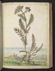 Achillea millefolium: Une plante haute de type fougère avec des fleurs blanches, de "Peintures de la flore des États romains" par Gherardo Cibo