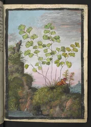 Adiantum capillus-veneris, de "Peintures de la flore des États romains" par Gherardo Cibo