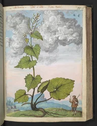 Alliaria petiolata: Une plante haute avec des pétales blancs, de "Peintures de la flore des États romains" par Gherardo Cibo