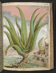 Aloe vera, de "Paintings of Flora of the Roman States" par Gherardo Cibo