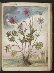 Anémone hortensis, de "Peintures de la flore des États romains" par Gherardo Cibo, Add MS 22333, f174r, c.1564-84