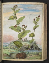 Aristolochia rotunda: Une plante à fruits, de "Peintures de la flore des États romains" par Gherardo Cibo, Add MS 22333, f078r, c.1564-84