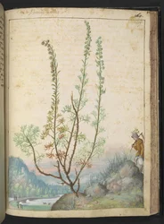 Artemisia abrotanum (southernwood), de "Paintings of Flora of the Roman States" par Gherardo Cibo