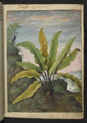 Asplenium scolopendrium, de 