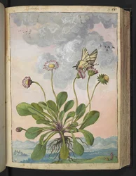 Bellis perennis, de "Paintings of Flora of the Roman States" par Gherardo Cibo