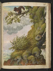 Bryophyte (mousse) et un écureuil assis sur la branche d