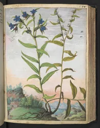 Buglossoides purpurocaerulea, de "Peintures de la flore des États romains" par Gherardo Cibo, Add MS 22333, f061r, c.1564-84