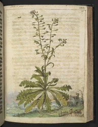 Capsella bursa-pastoris, de "Paintings of Flora of the Roman States" par Gherardo Cibo