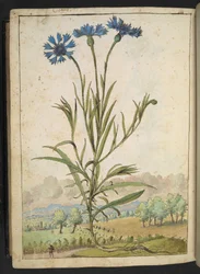 Centaurea cyanus: Une fleur aux pétales bleus, de "Peintures de la flore des États romains" par Gherardo Cibo, Add MS 22333, f177v, c.1564-84