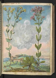Centaurium erythraea, de 