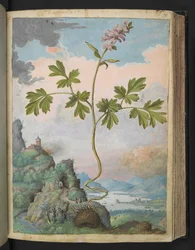 Corydalis cava: Une plante à fleurs roses, de "Paintings of Flora of the Roman States" par Gherardo Cibo