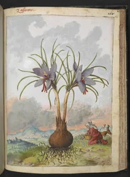 Crocus sativus (Safran), de "Peintures de la flore des États romains" par Gherardo Cibo, Add MS 22333, f160r, c.1564-84