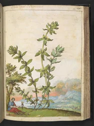 Cruciata laevipes, de "Peintures de la flore des États romains" par Gherardo Cibo, Add MS 22333, f131r, c.1564-84