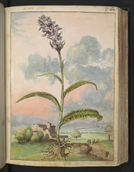 Dactylorhiza fuchsii, de "Paintings of Flora of the Roman States" par Gherardo Cibo