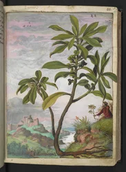 Daphne laureola, de "Paintings of Flora of the Roman States" par Gherardo Cibo