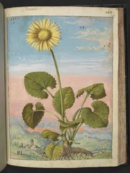 Doronicum austriacum: Une plante avec une fleur jaune, de 