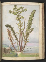 Euphorbia paralias, de "Paintings of Flora of the Roman States" par Gherardo Cibo