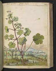 Geranium rotundifolium: Une plante avec des fleurs roses, de "Peintures de la flore des États romains" par Gherardo Cibo