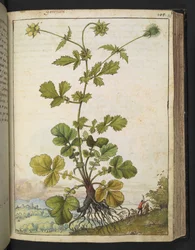 Geum urbanum, de "Peintures de la flore des États romains" par Gherardo Cibo, Add MS 22333, f103r, c.1564-84