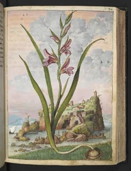 Gladiolus Italicus, de "Peintures de la flore des États romains" par Gherardo Cibo, Add MS 22333, f072r, c.1564-84