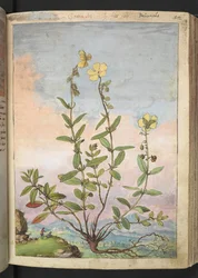 Helianthemum nummularium, de "Paintings of Flora of the Roman States" par Gherardo Cibo