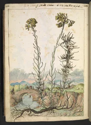 Helichrysum italicum: une plante avec des bourgeons jaunes, de 