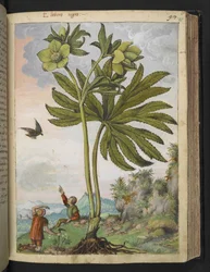 Helleboris viridis, de "Peintures de la flore des États romains" par Gherardo Cibo, Add MS 22333, f095r, c.1564-84