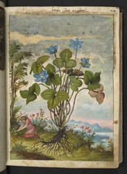 Hepatica nobilis: une plante avec des pétales bleus et une personne creusant ou prenant des boutures, de "Peintures de la flore des États romains" par Gherardo Cibo