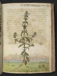 Herba gratia dei (Hedge-Hyssop), de "Peintures de la flore des États romains" par Gherardo Cibo