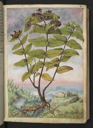 Hypericum hircinum, de "Peintures de la flore des États romains" par Gherardo Cibo
