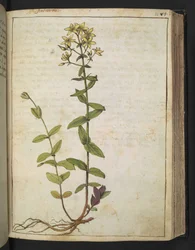 Hypericum perfoliatum, de 