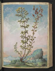 Hypericum perforatum, de "Peintures de la flore des États romains" par Gherardo Cibo
