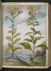 Jacobaeae vulgaris et Senecio ovatu, de "Peintures de la flore des États romains" par Gherardo Cibo, Add MS 22333, f046r, c.1564-84