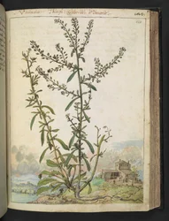 Lepidium graminifolium, de 