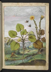 Ligularia tussilaginea (Plante léopard), de "Peintures de la flore des États romains" par Gherardo Cibo